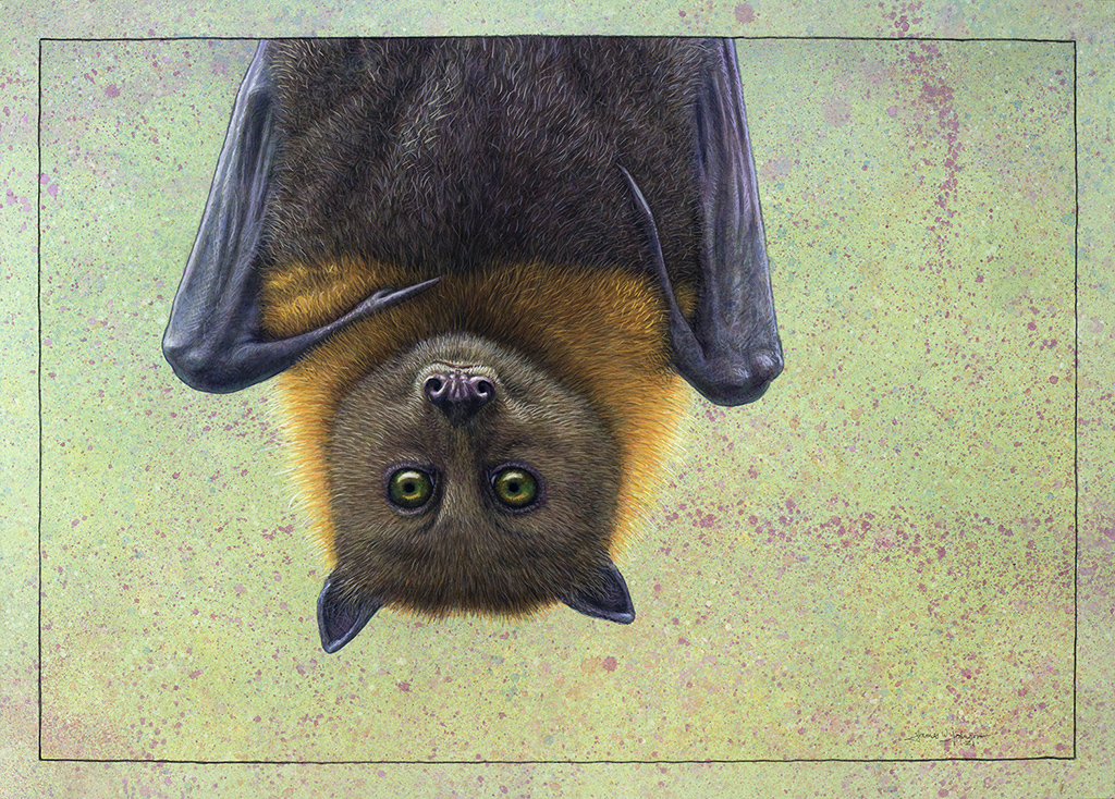 Portrait of a Bat